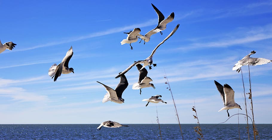 flock of white birds on sky, seagulls, flying, waterfowl, tampa beaches HD wallpaper