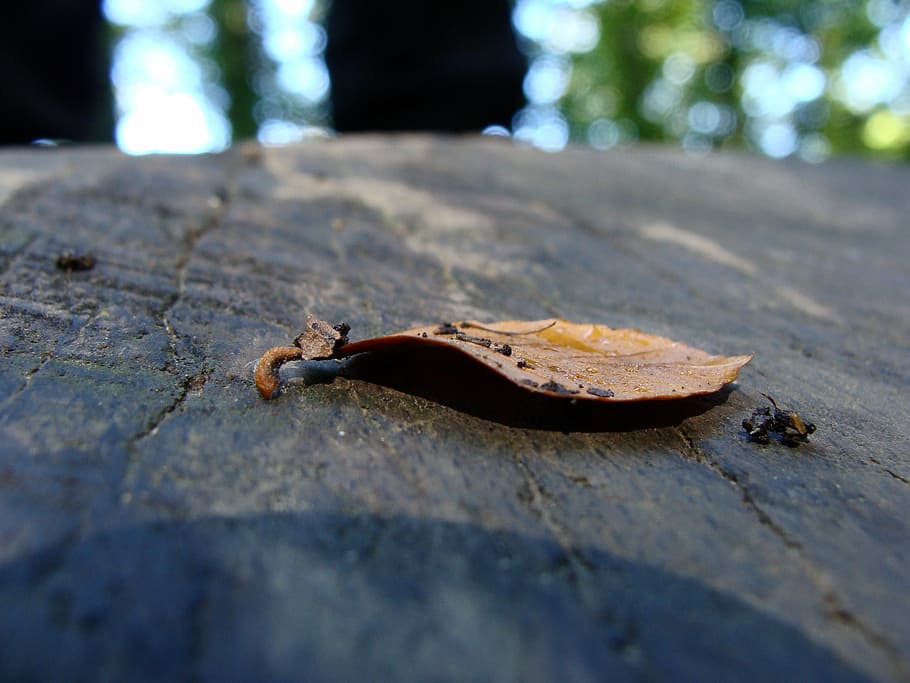dry leaf, tree trunk, brown, forest, wood, autumn, outdoor HD wallpaper