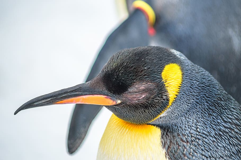 zoo, penguin, animal, bird, animal world, water bird, antarctica HD wallpaper