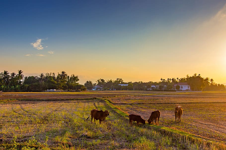 four brown cattle on field at daytime, Sesame, My Hometown, hoằng, HD wallpaper