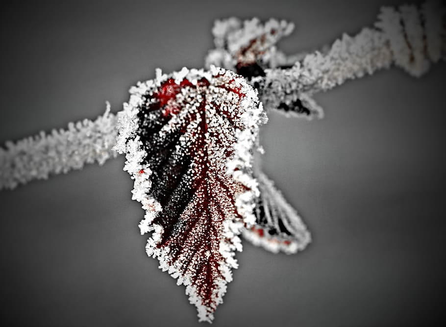 red ovate leaf covered with snow, frost, tree, winter, white