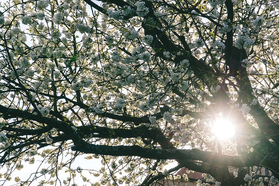 cherry tree, nature, spring, sun, plant, branch, sunlight, low angle view HD wallpaper