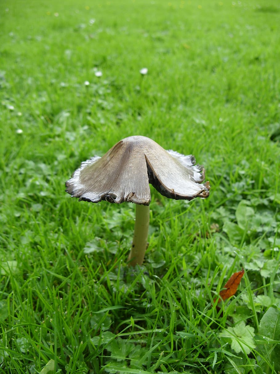 mushroom, gift, schöner, solitaire, plant, fungus, growth HD wallpaper