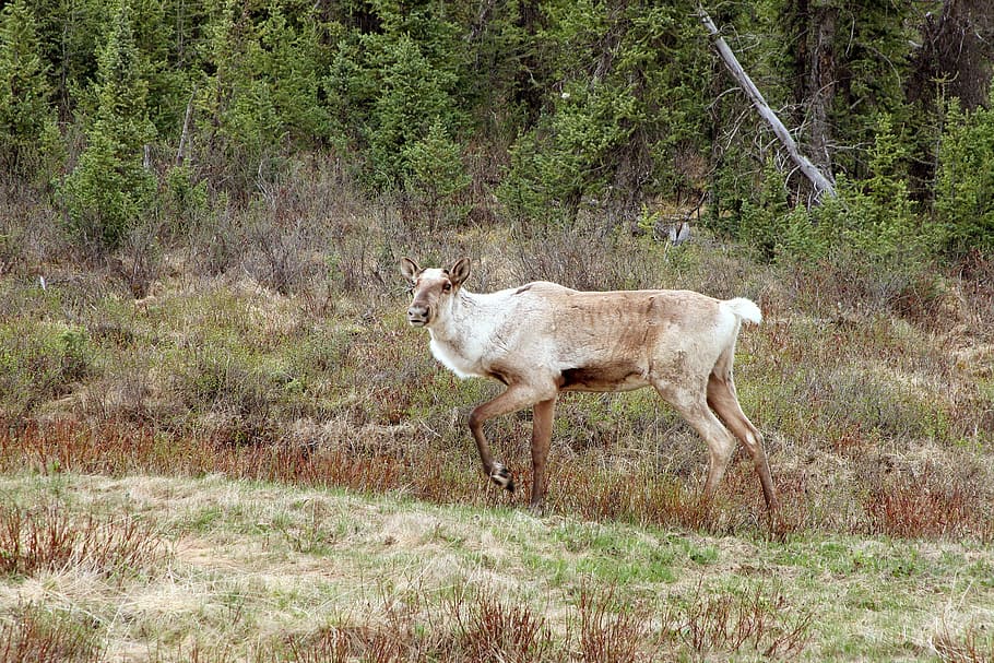 caribou, animal, nature, wildlife, reindeer, mammal, north, HD wallpaper
