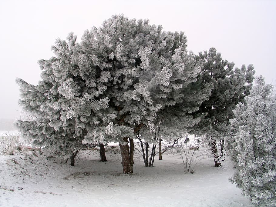 trees covered by snows, winter, ice, wintry, pine, plant, cold temperature HD wallpaper