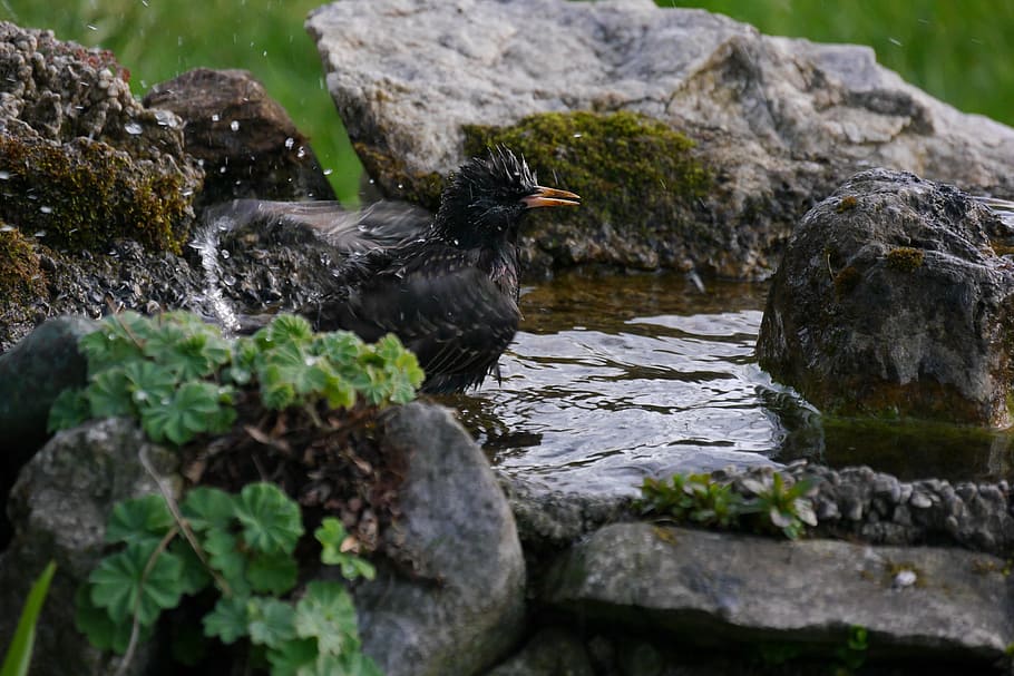 star, bird, bird bath, spring, water, rock, solid, animal themes HD wallpaper