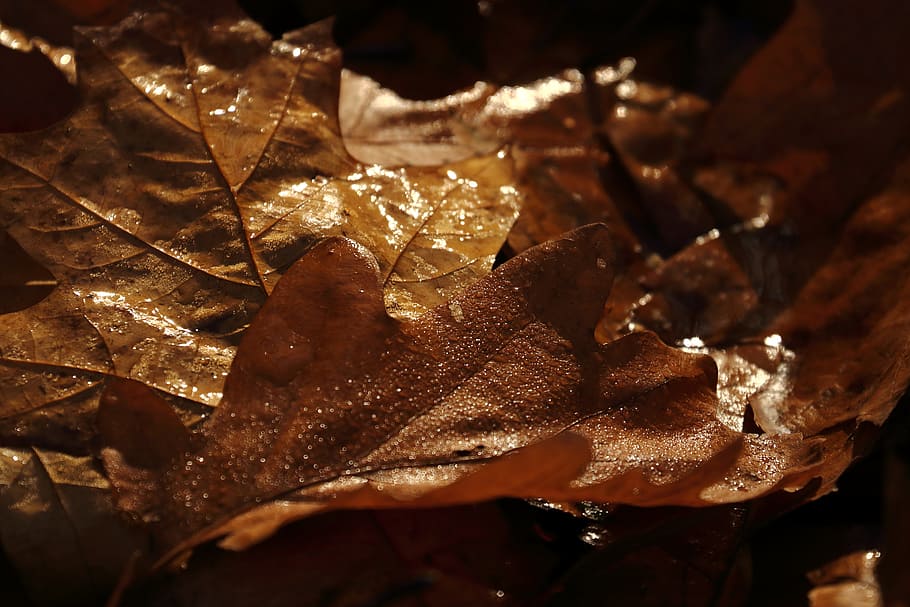 fall foliage, brown, forest floor, food, food and drink, close-up HD wallpaper