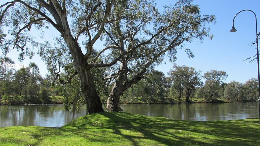 peaceful, river, scene, tree, plant, water, lake, beauty in nature HD wallpaper