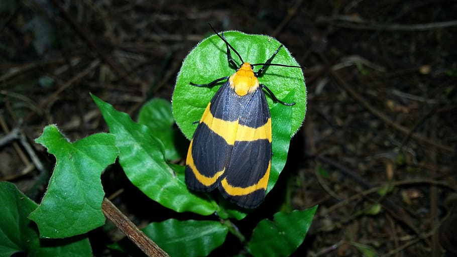 butterfly, moth, insect, nature, animals, wings, small, invertebrate HD wallpaper