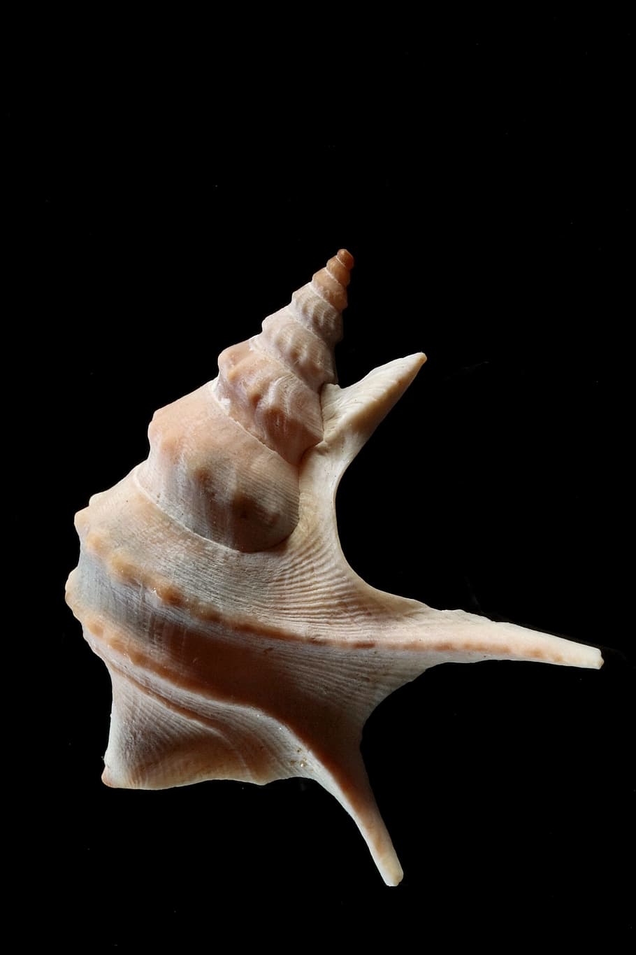 shell, snail, pelican foot, close, sea animal, black background HD wallpaper