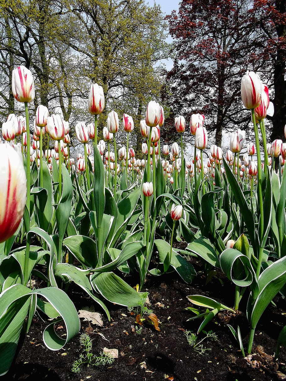 tulips, red, white, green, trees, beech, park, plant, growth HD wallpaper