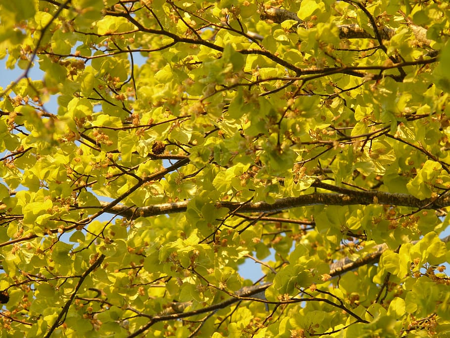 beech, book industry, branch, tree, leaves, inflorescence, plant HD wallpaper