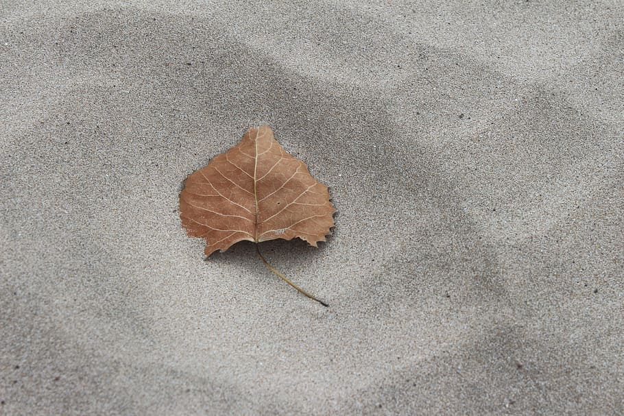 fall, leaf, sand, autumn, nature, outdoor, calm, rest, season HD wallpaper