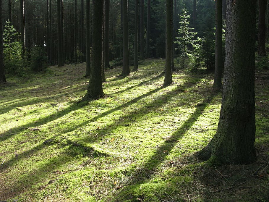 forest, tree, nature, autumn, light, sun, shadow, plant, land HD wallpaper