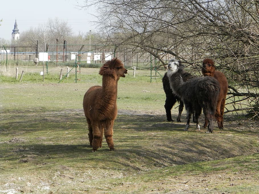 alpaca, zoo, camelids, mammal, animal, animal themes, group of animals HD wallpaper