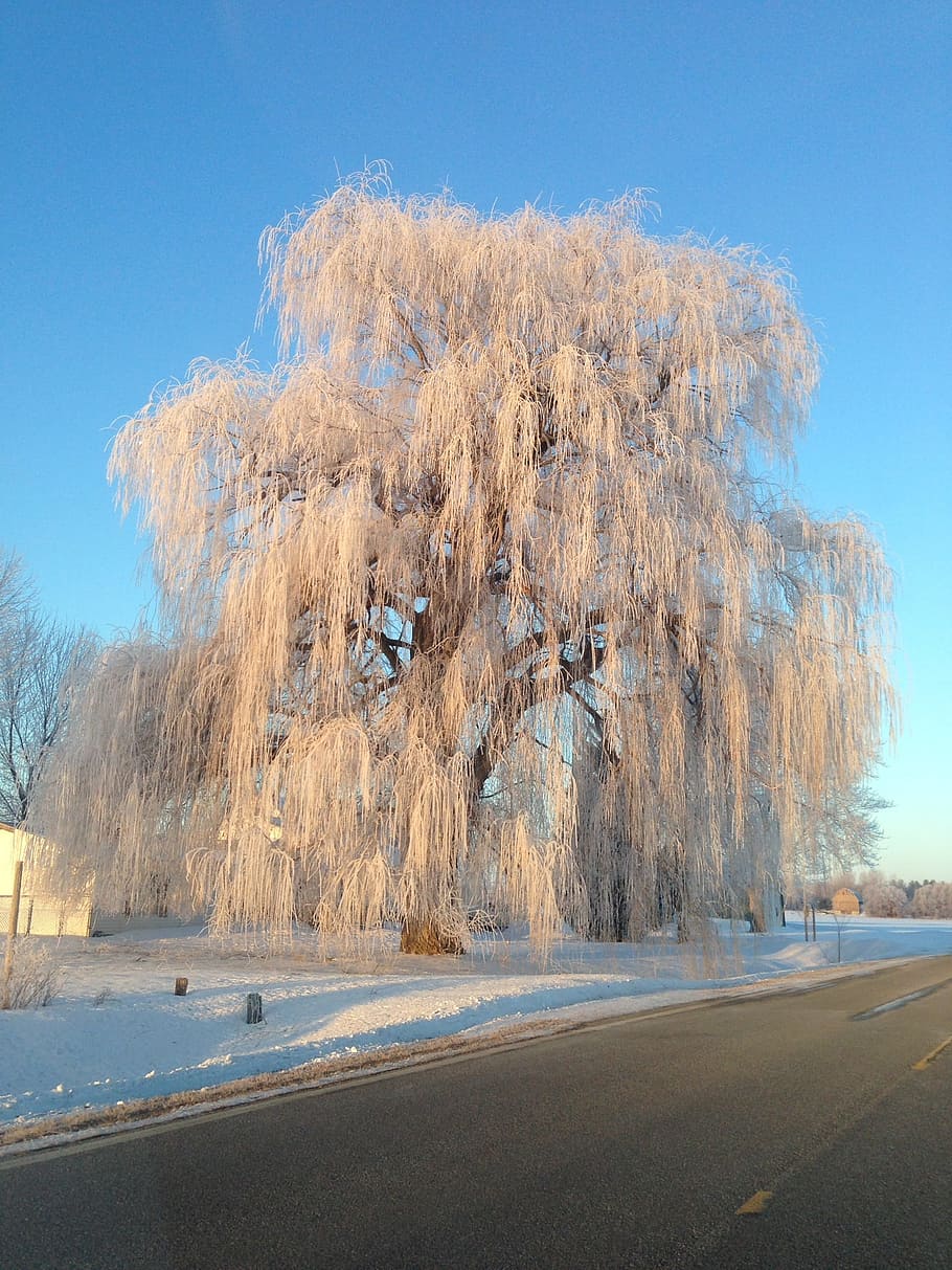 willow, tree, winter, frozen, road, sky, plant, nature, transportation HD wallpaper