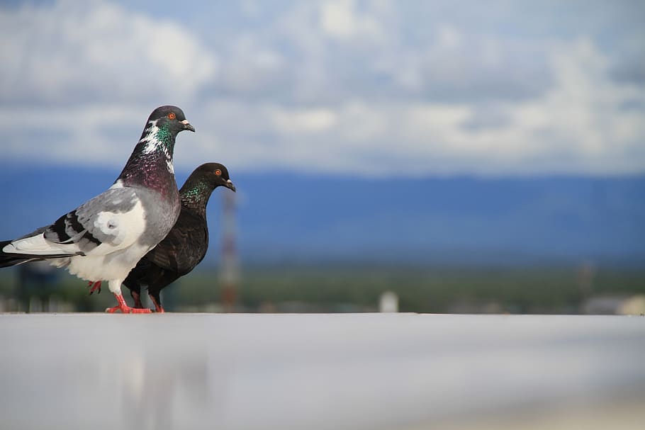 pigeons, friends, animals, animal themes, bird, animals in the wild HD wallpaper