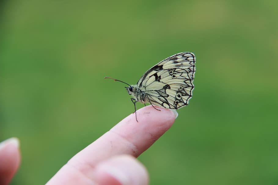 butterfly, half-mourning, insect, moth, human hand, invertebrate HD wallpaper