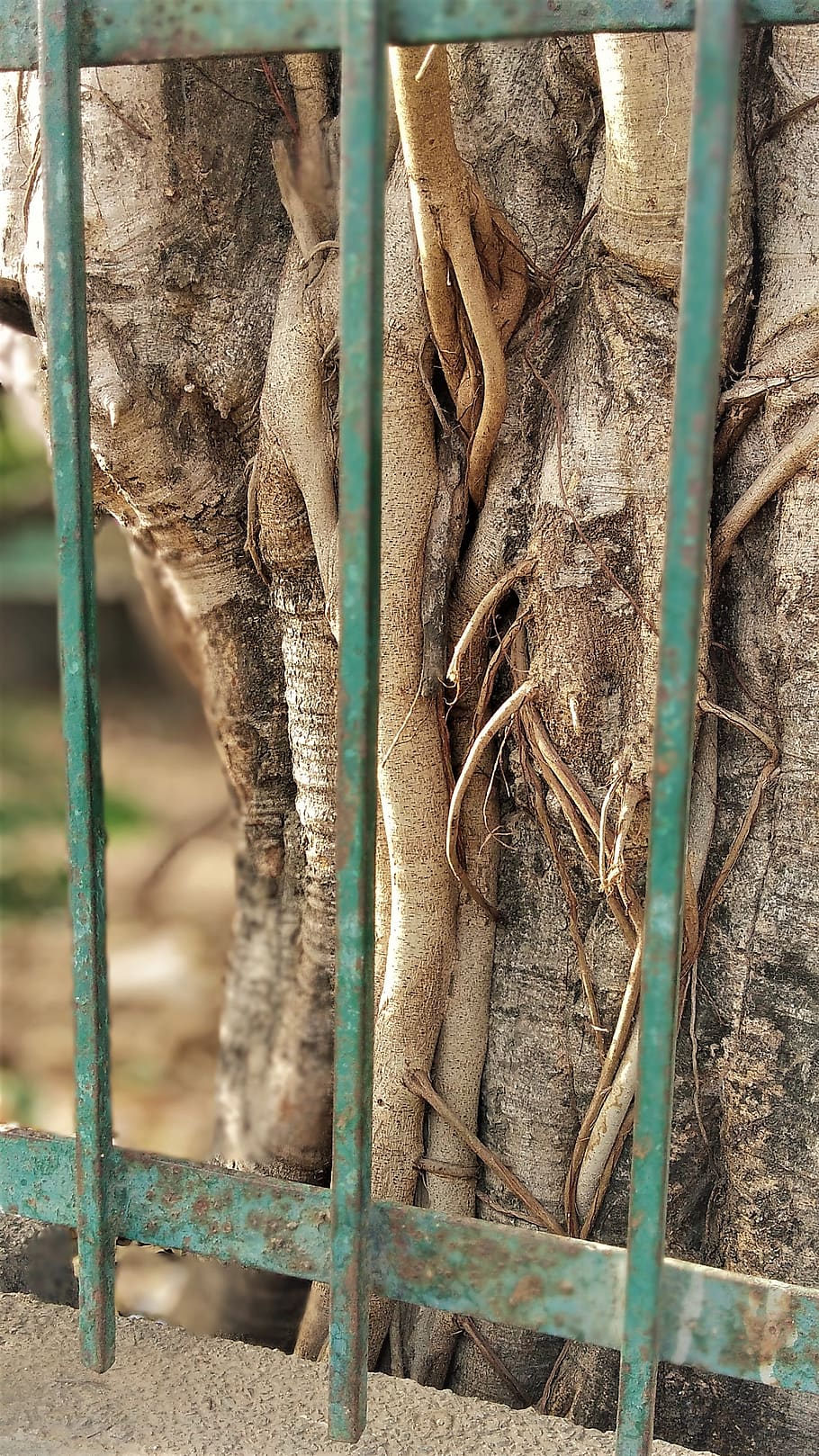 nature, tree, wood, outdoors, desktop, pattern, environment HD wallpaper