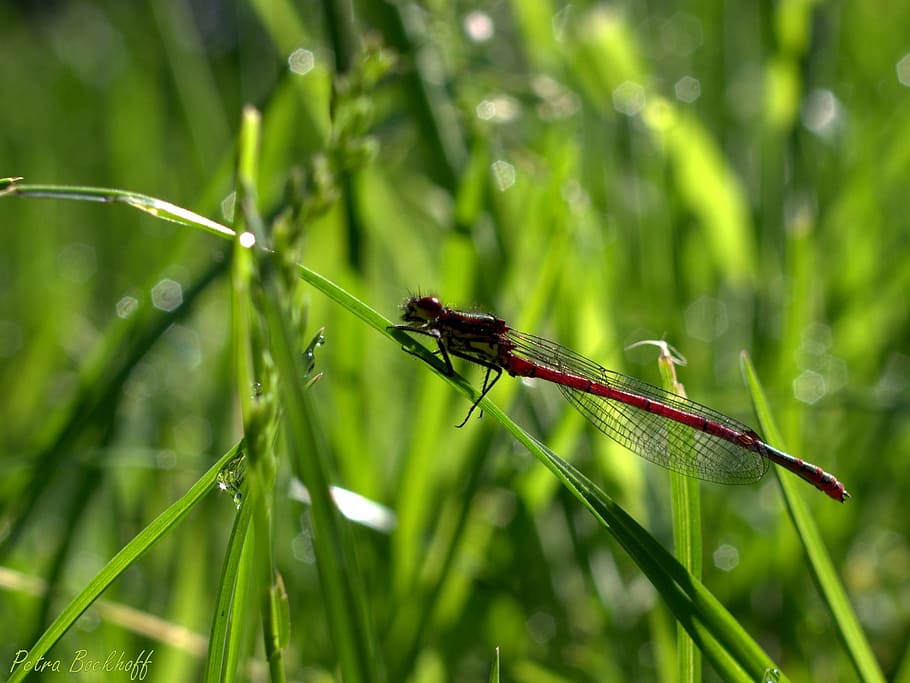 dragonfly, grass, insect, nature, flight insect, halm, blade of grass HD wallpaper