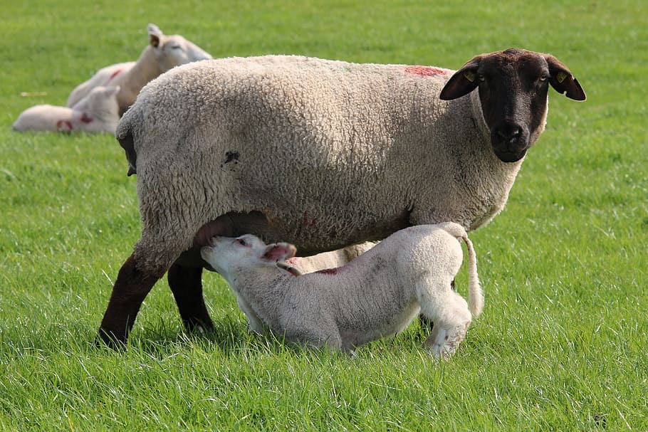 calf drinking milk to adult sheep, Lamb, Cute, cheerful, happy, HD wallpaper