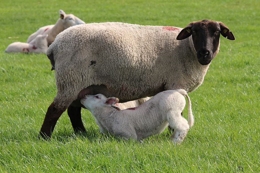 calf drinking milk to adult sheep, Lamb, Cute, cheerful, happy HD wallpaper