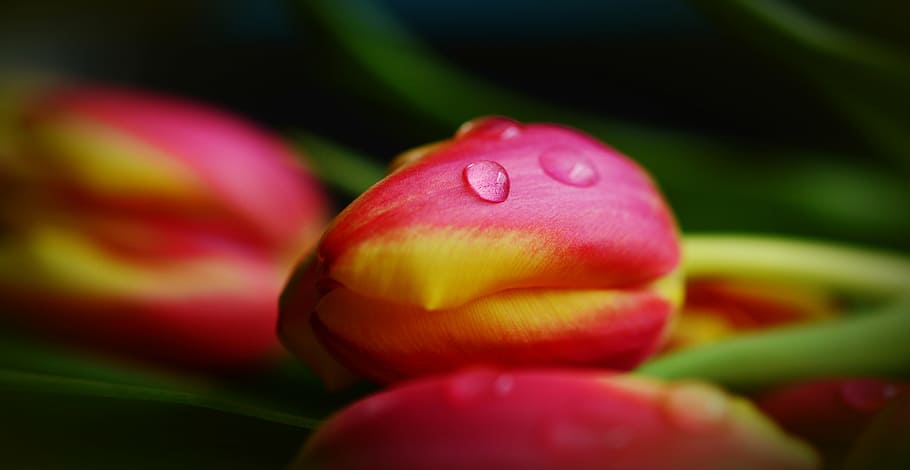 pink and yellow tulip closeup photography, tulips, spring, flowers HD wallpaper