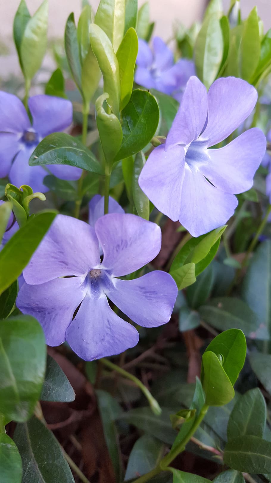 Spring, Flowers, Forest, forest flowers, nature, plant, leaf HD wallpaper