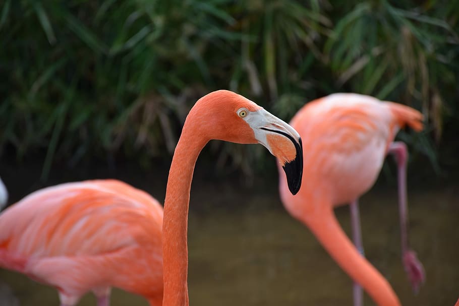 shallow focus of flamingo's head, Portrait, Closeup, Pink, wading HD wallpaper