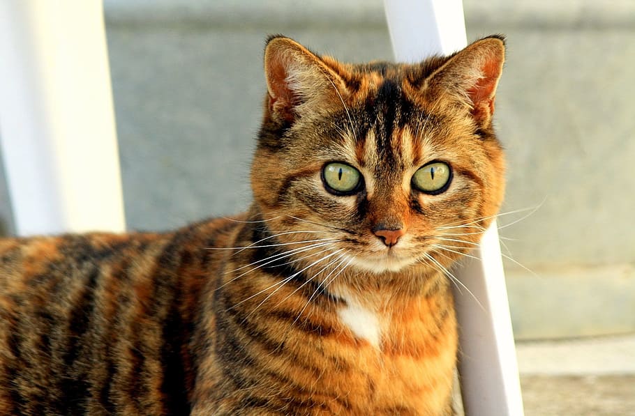 feline, adorable, brown, cat, pets, mammal, one animal, animal themes HD wallpaper