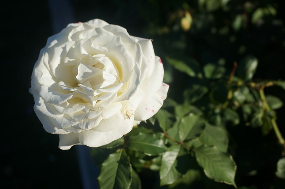 White, Sunshine, rose, flower, petal, rose - flower, nature HD wallpaper
