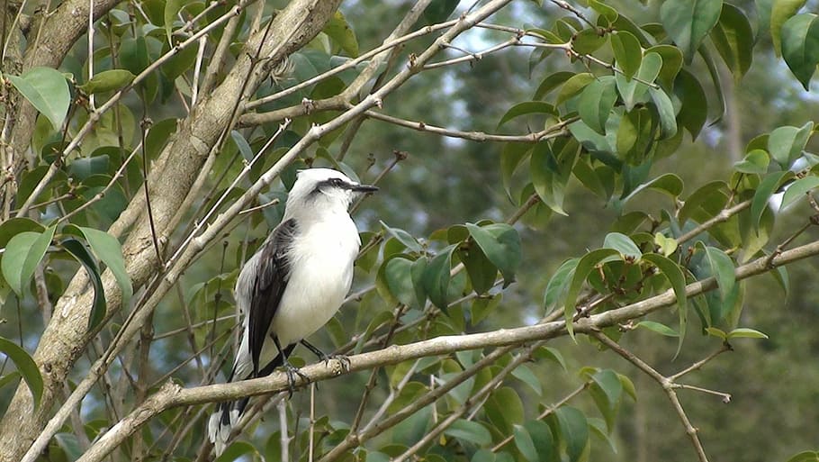 bird, tree, nature, flying, tropical birds, encyclopedia, environment HD wallpaper