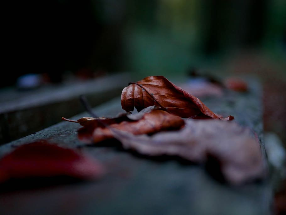 dry leaf shallow focus photography, brown dried leaves photography HD wallpaper