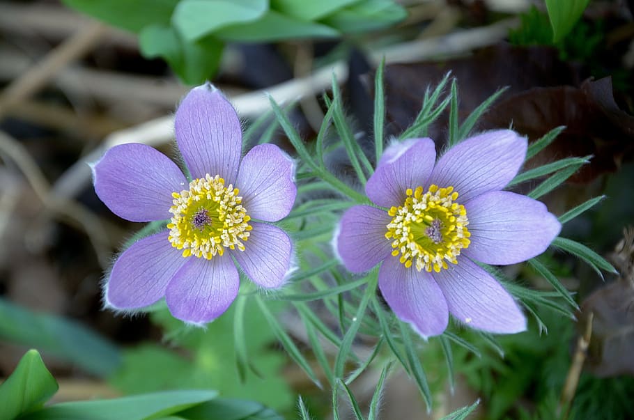 macro shot of purple flowers, anemone, garden, spring, bloompurple HD wallpaper