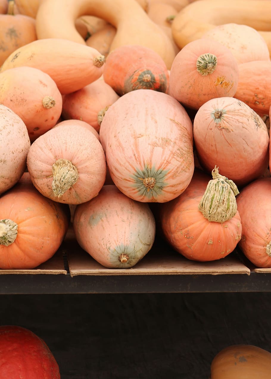 Gourds, Fall, Harvest, food and drink, large group of objects HD wallpaper