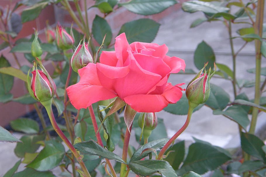 Роза саммер романс флорибунда фото и описание