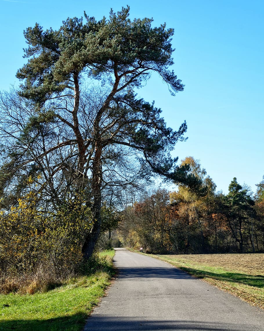 tree, individually, pine, autumn, away, road, sky, landscape HD wallpaper