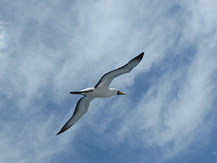 Booby, Seagull, Abrolhos, bird, flying, nature, animal, sky HD wallpaper