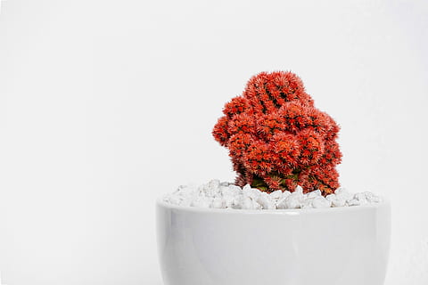 red cactus plant on white vase, red and green cactus in closeup photography HD wallpaper