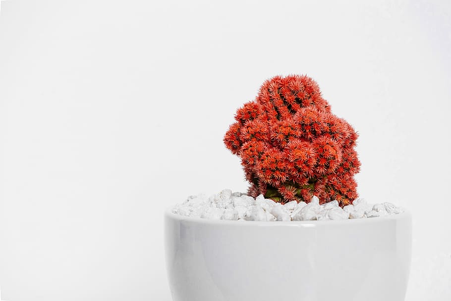 red cactus plant on white vase, red and green cactus in closeup photography HD wallpaper