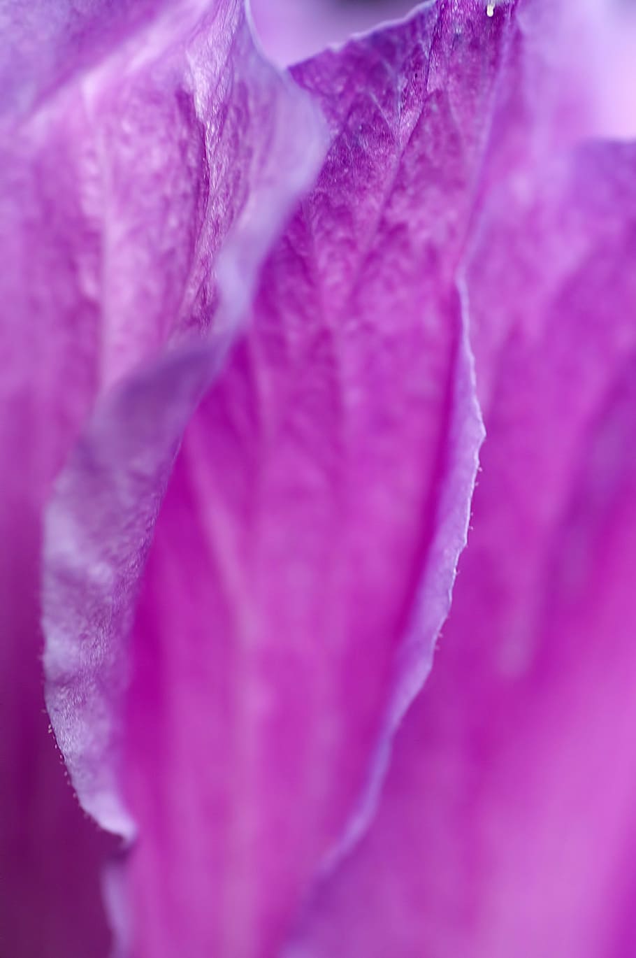close-up photo of purple flower petal, violet, macro, nature HD wallpaper