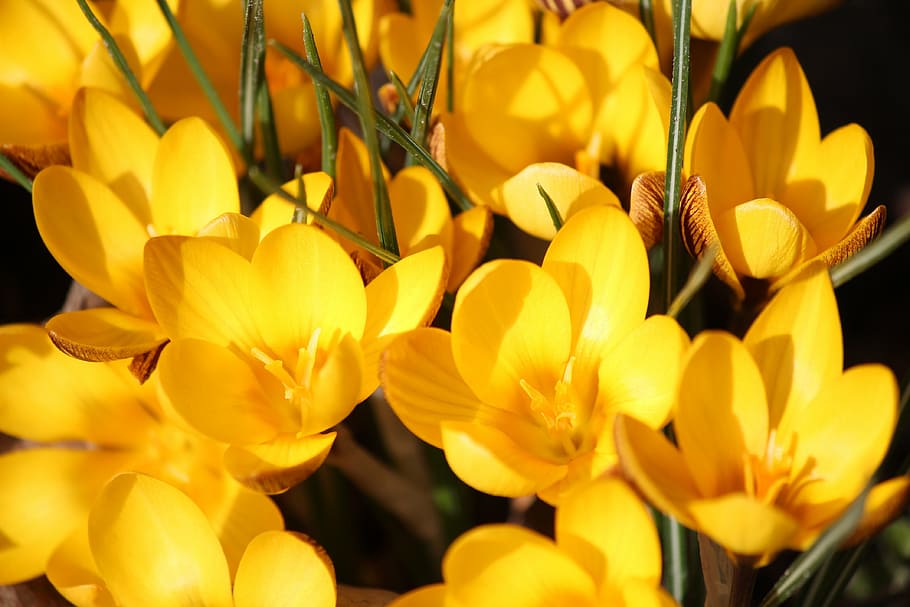 crocus, spring, yellow, flower, blossom, bloom, plant, close HD wallpaper