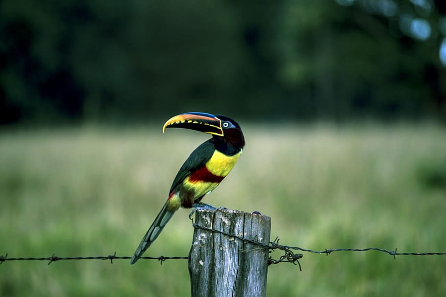 yellow and black bird on fence, araçari, tucano, birds, birdie, HD wallpaper
