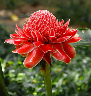 selective focus photography of red petaled flowers, torch ginger HD wallpaper