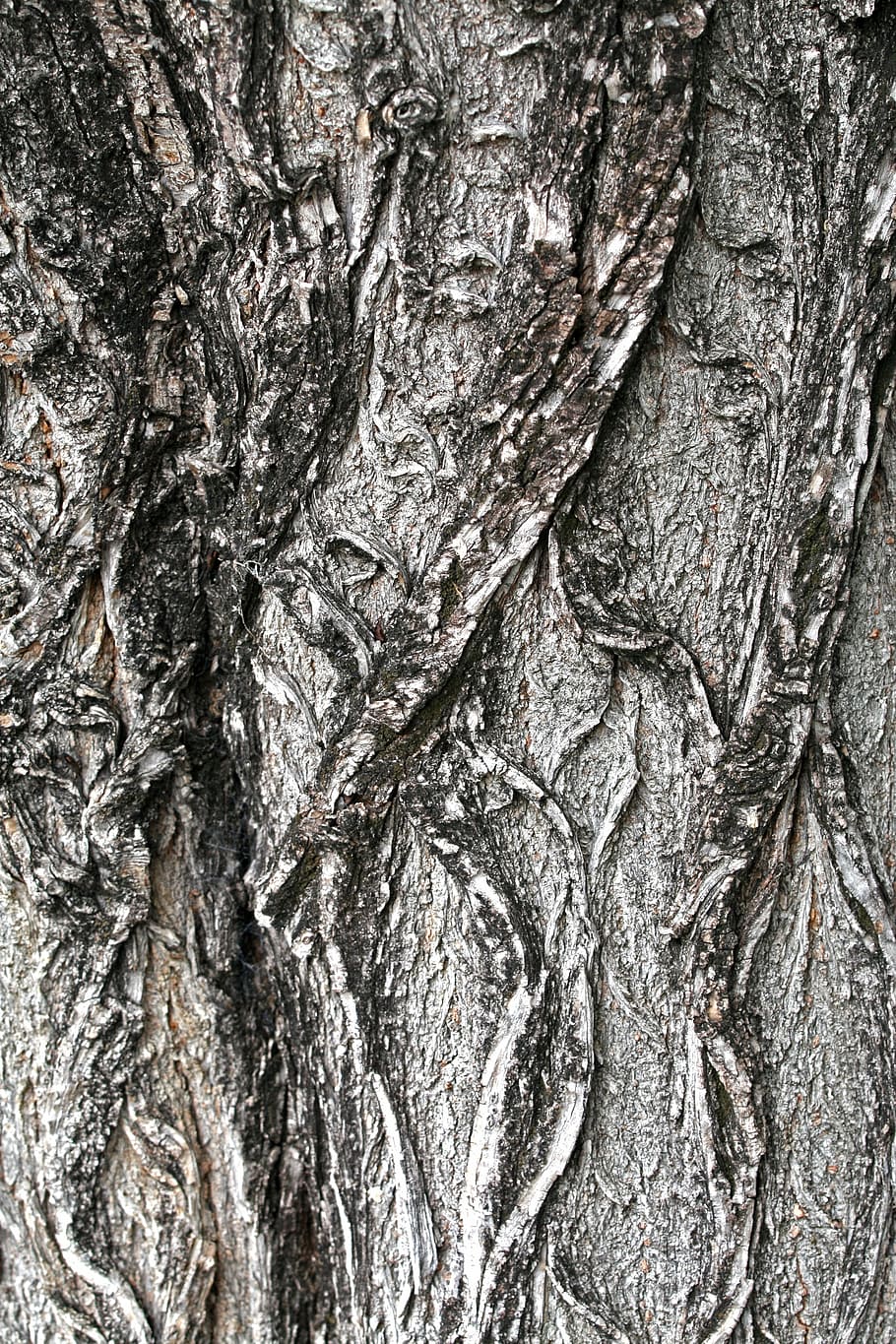 tree bark, wood, texture, pattern, brown, rough, natural, grunge HD wallpaper