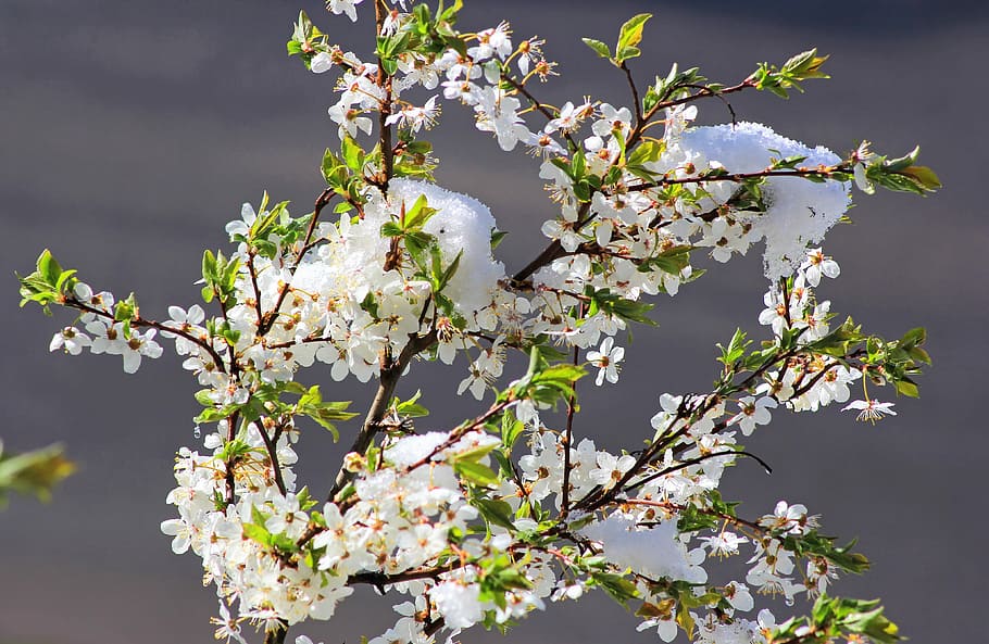flower, nature, freshness, spring, plum, blooming, plant, tree HD wallpaper