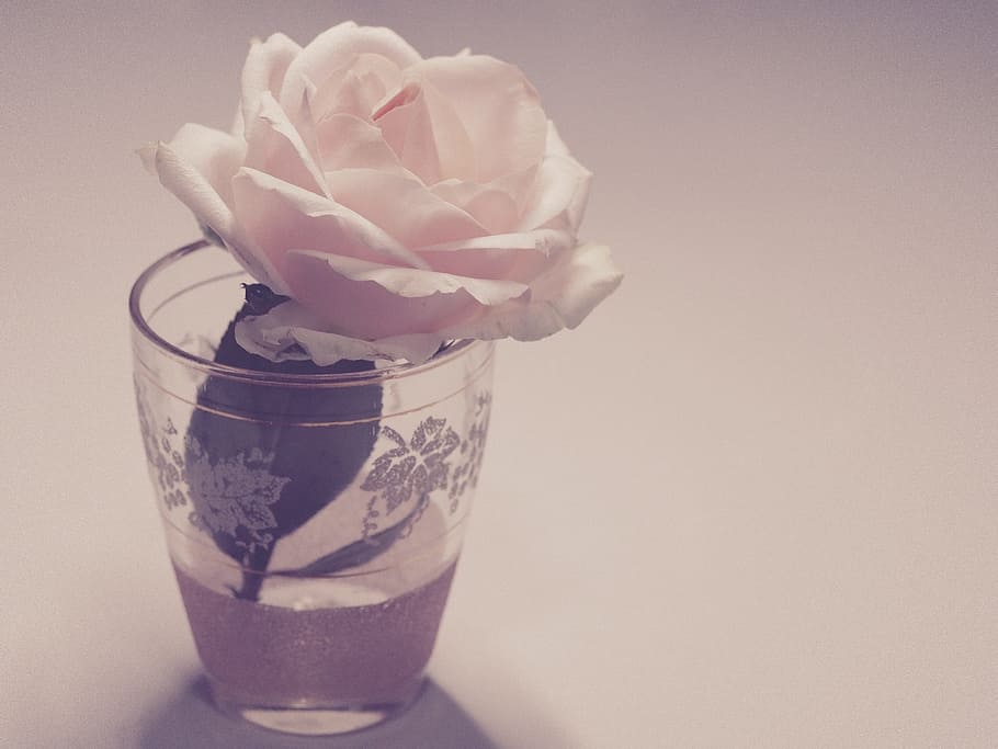 pink rose flower in clear drinking glass, vintage, desktop, retro, HD wallpaper