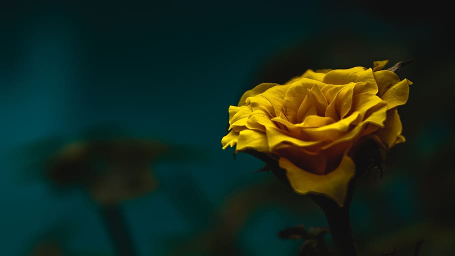 flower, nature, plant, leaf, flowering plant, vulnerability HD wallpaper