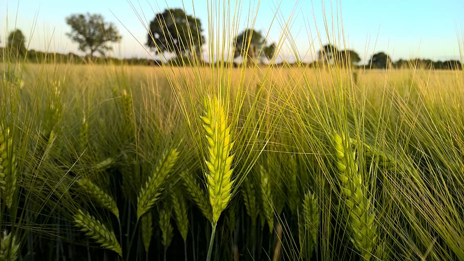 close-up photography of green plant field at daytime, cereals HD wallpaper