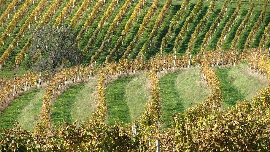 wine, vineyard, winery, agriculture, nature, grape, plant, field HD wallpaper